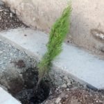 کاشت نهال شانی در هرات همزمان با تجلیل از روز ملی نهال شانی 2 150x150 - کارزار کاشت نهال شانی در هرات همزمان با تجلیل از روز ملی نهال شانی